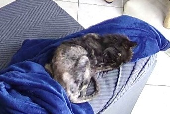 Fundmeldung Katze Männliche , 10 Jahre Lailly-en-Val Frankreich