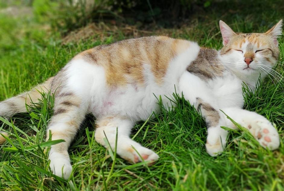 Vermisstmeldung Katze  Weiblich , 4 jahre Nonette-Orsonnette Frankreich