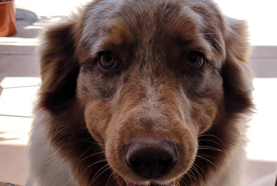 Vermisstmeldung Hund  Weiblich , 4 jahre Castellane Frankreich