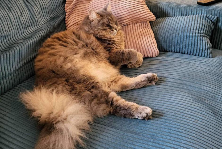 Vermisstmeldung Katze rassenmischung Männliche , 2 jahre Mons Belgien