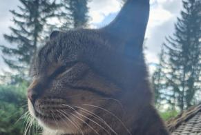 Vermisstmeldung Katze Männliche , 7 jahre Crans-Montana Schweiz