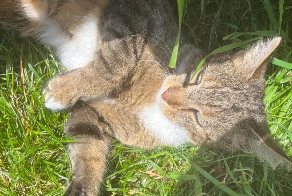 Vermisstmeldung Katze Männliche , 5 jahre Pont-Saint-Martin Frankreich