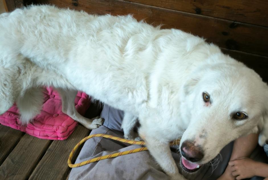 Fundmeldung Hund Weiblich , 5 Jahre Carbuccia Frankreich