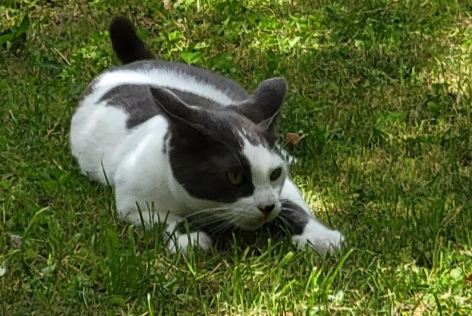 Vermisstmeldung Katze Männliche , 1 jahre Nantes Frankreich