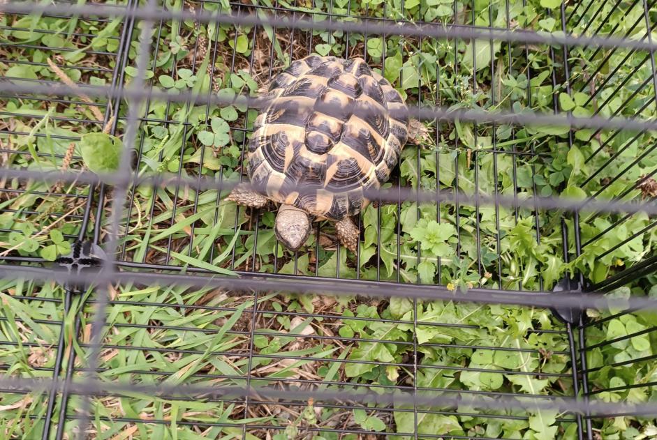 Fundmeldung Schildkröte Unbekannt Martigné-sur-Mayenne Frankreich