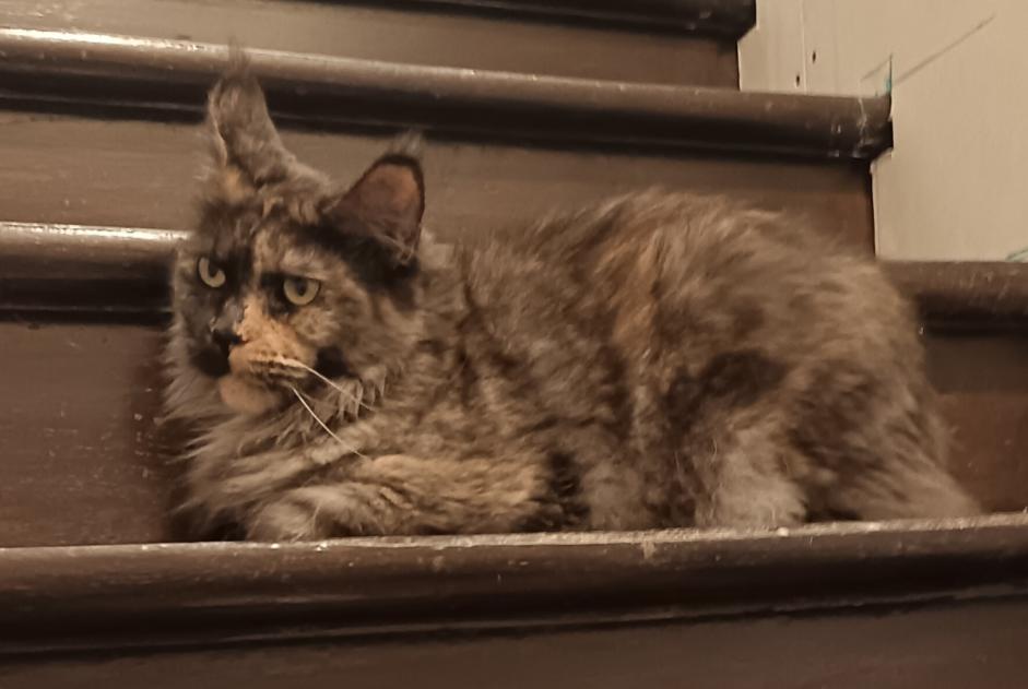 Vermisstmeldung Katze  Weiblich , 3 jahre Méry-sur-Oise Frankreich