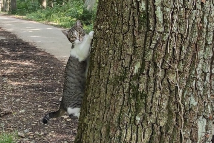 Vermisstmeldung Katze  Weiblich , 1 jahre Boissy-Mauvoisin Frankreich