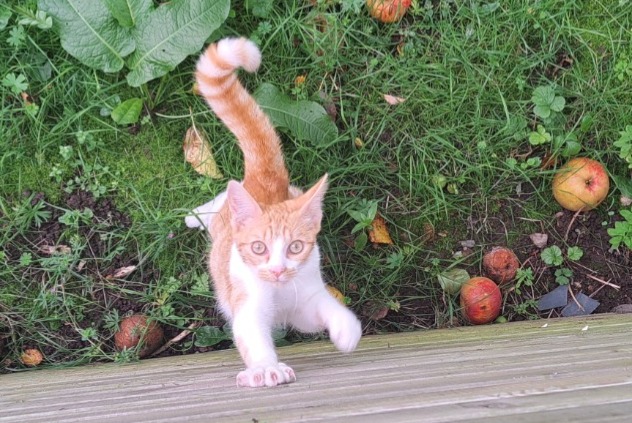 Fundmeldung Katze Männliche Ploeren Frankreich