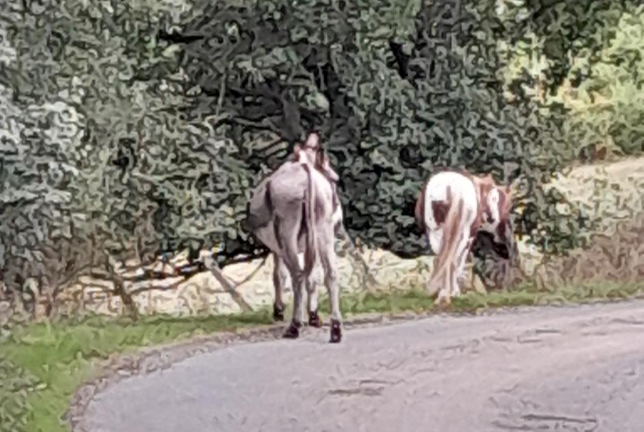 Fundmeldung Pferd Unbekannt Clermont-Soubiran Frankreich