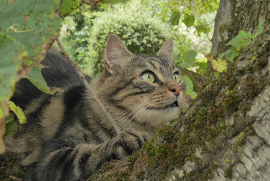 Fundmeldung Katze rassenmischung Weiblich Gigors-et-Lozeron Frankreich