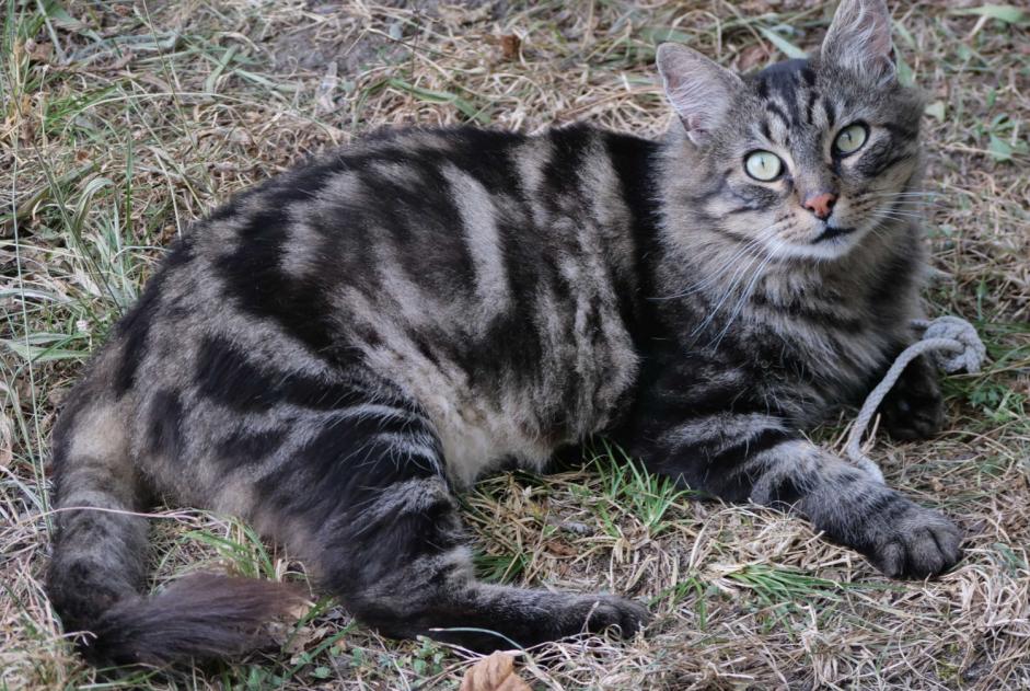 Fundmeldung Katze rassenmischung Weiblich Gigors-et-Lozeron Frankreich