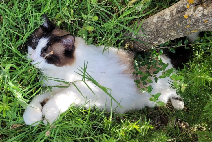 Vermisstmeldung Katze Männliche , 10 jahre Carpentras Frankreich