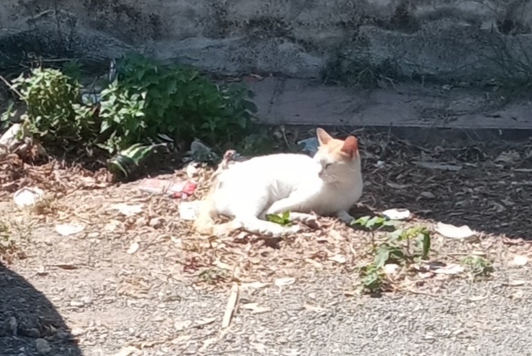 Vermisstmeldung Katze Weiblich , 4 jahre Murcia Spanien