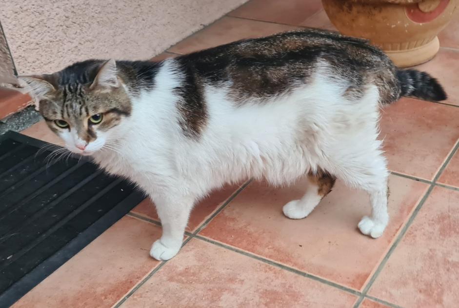 Vermisstmeldung Katze Männliche , 6 jahre Saint-Alban Frankreich