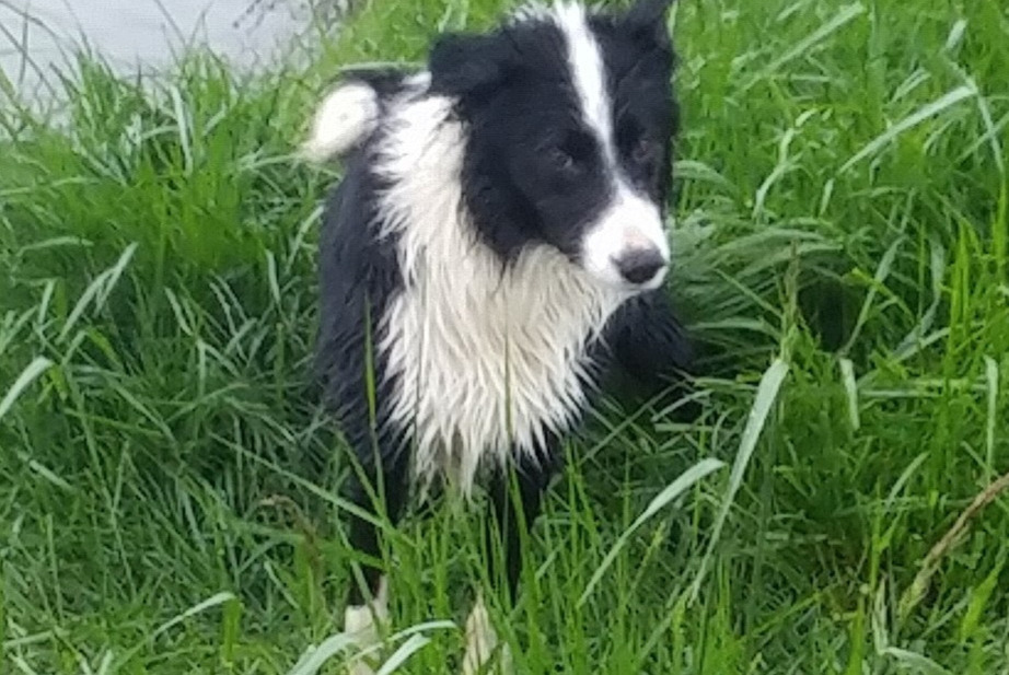 Vermisstmeldung Hund  Männliche , 2 jahre Longré Frankreich