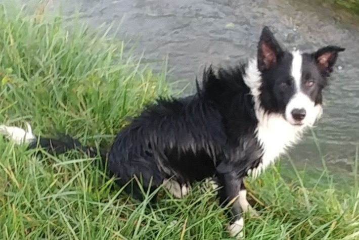 Vermisstmeldung Hund  Männliche , 2 jahre Longré Frankreich