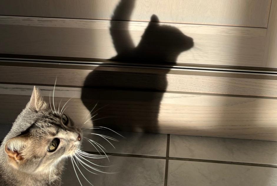 Vermisstmeldung Katze  Weiblich , 10 jahre Gensac-la-Pallue Frankreich