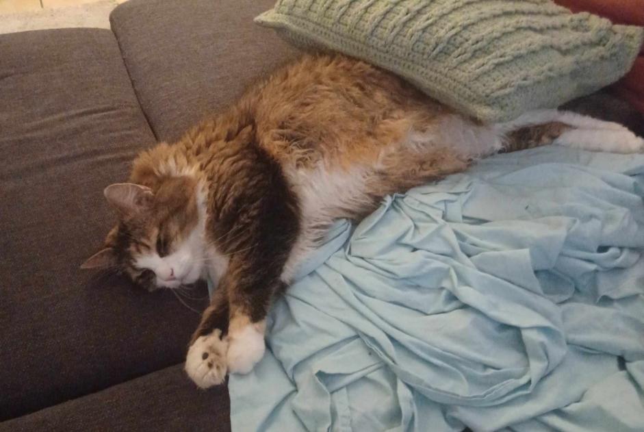 Vermisstmeldung Katze rassenmischung Weiblich , 9 jahre Ans Belgien