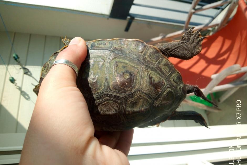 Fundmeldung Schildkröte Unbekannt Neuville-sur-Sarthe Frankreich