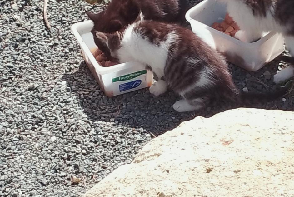 Fundmeldung Katze Weiblich Boé Frankreich