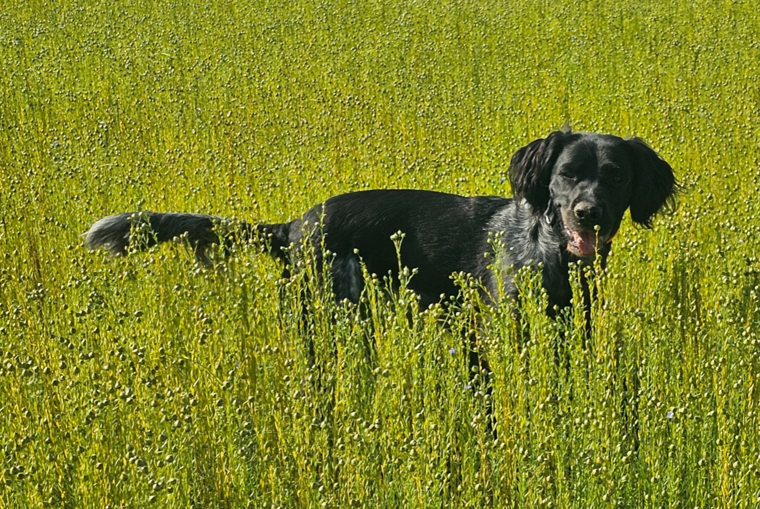 Vermisstmeldung Hund rassenmischung Weiblich , 2 jahre Fécamp Frankreich