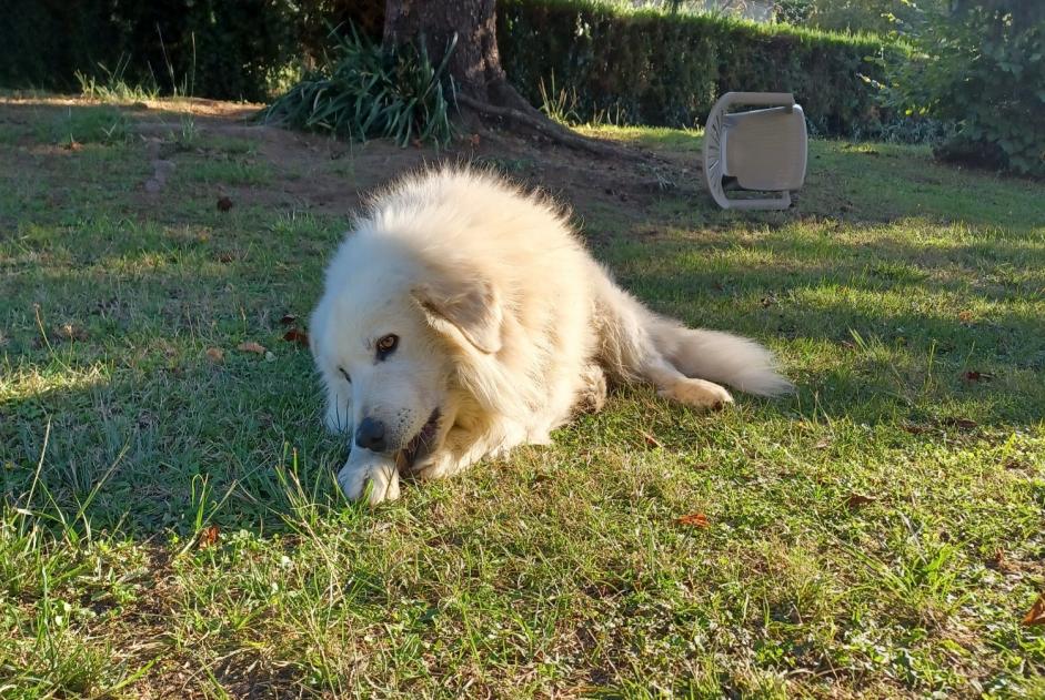 Vermisstmeldung Hund  Männliche , 6 jahre Bergerac Frankreich