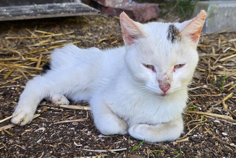 Fundmeldung Katze rassenmischung Weiblich , Zwischen 9 und 12 Monaten Carcen-Ponson Frankreich