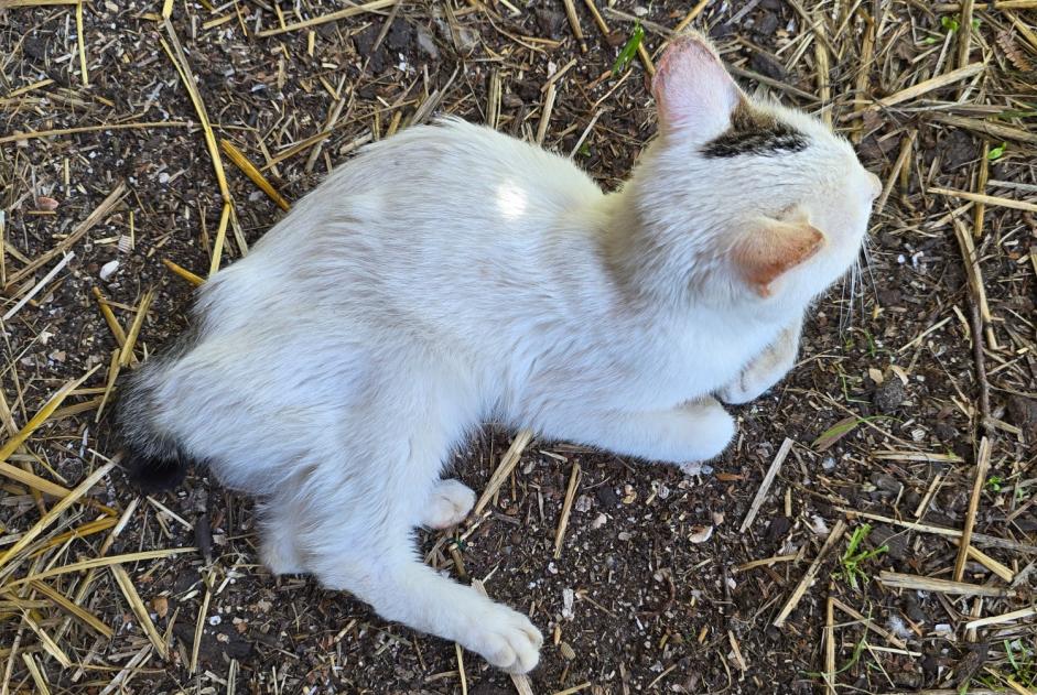 Fundmeldung Katze rassenmischung Weiblich , Zwischen 9 und 12 Monaten Carcen-Ponson Frankreich