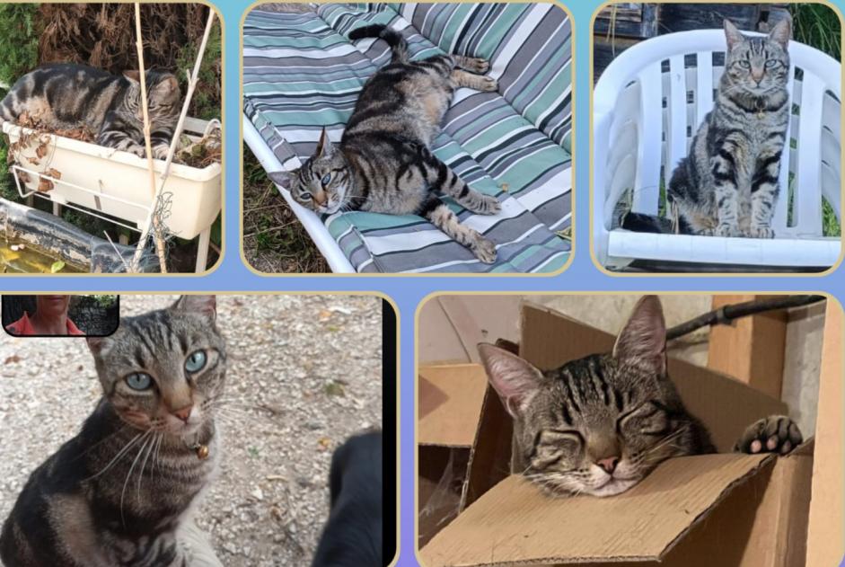 Vermisstmeldung Katze Männliche , 7 jahre Entraigues-sur-la-Sorgue Frankreich