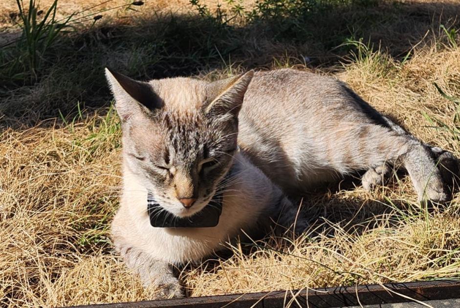 Vermisstmeldung Katze Weiblich , 3 jahre Montreux Schweiz