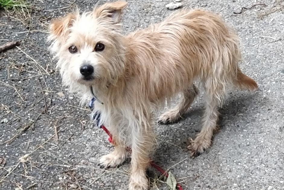 Fundmeldung Hund Weiblich Les Belleville Frankreich