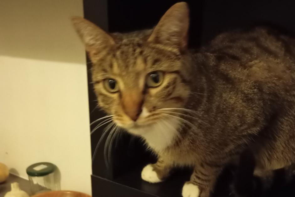 Vermisstmeldung Katze  Männliche , 4 jahre Mulhouse Frankreich