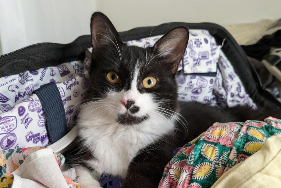 Vermisstmeldung Katze rassenmischung Weiblich , 0 jahre Carqueiranne Frankreich