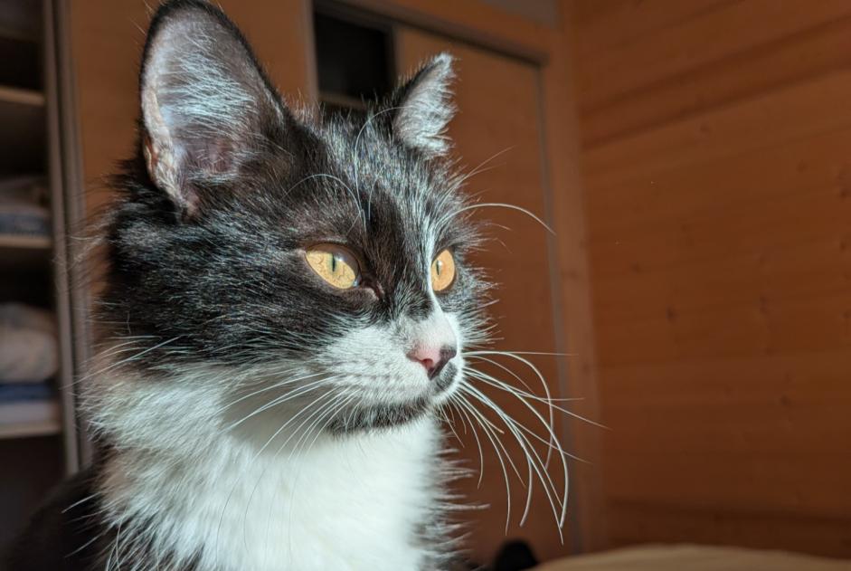 Vermisstmeldung Katze rassenmischung Weiblich , 0 jahre Carqueiranne Frankreich