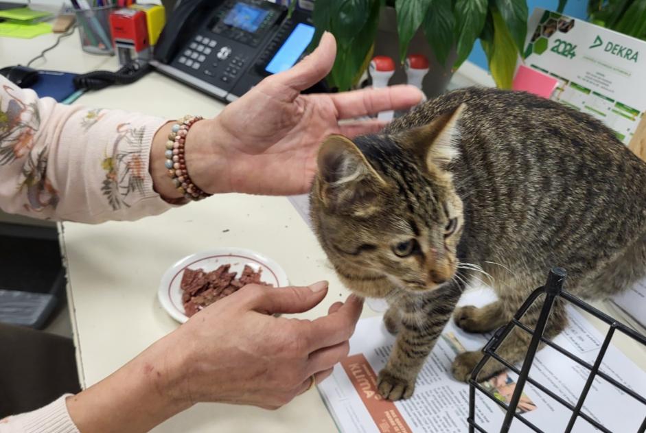 Fundmeldung Katze  Weiblich Hasparren Frankreich