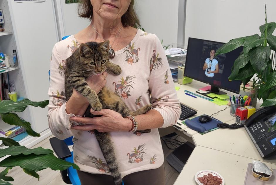 Fundmeldung Katze  Weiblich Hasparren Frankreich