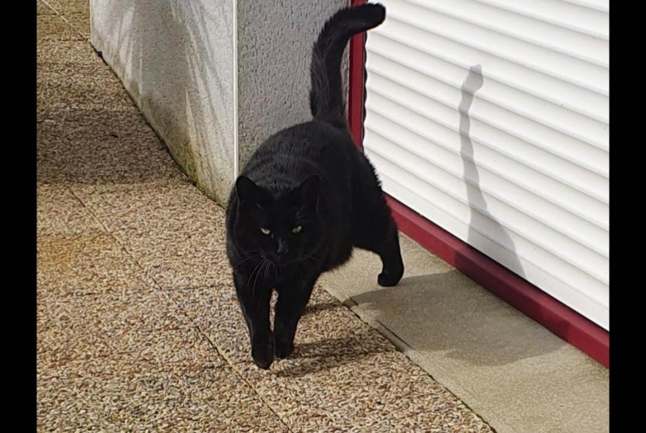 Vermisstmeldung Katze rassenmischung Weiblich , 9 jahre Guilers Frankreich