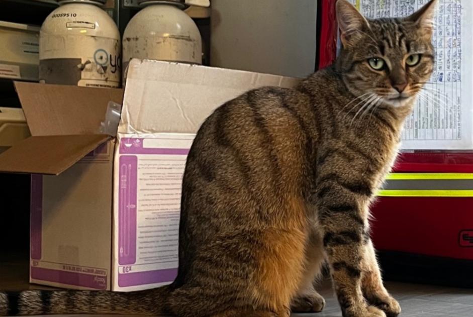 Fundmeldung Katze Weiblich , 1 Jahr Les Molières Frankreich