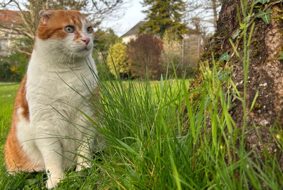 Vermisstmeldung Katze  Männliche , 6 jahre Cressensac-Sarrazac Frankreich