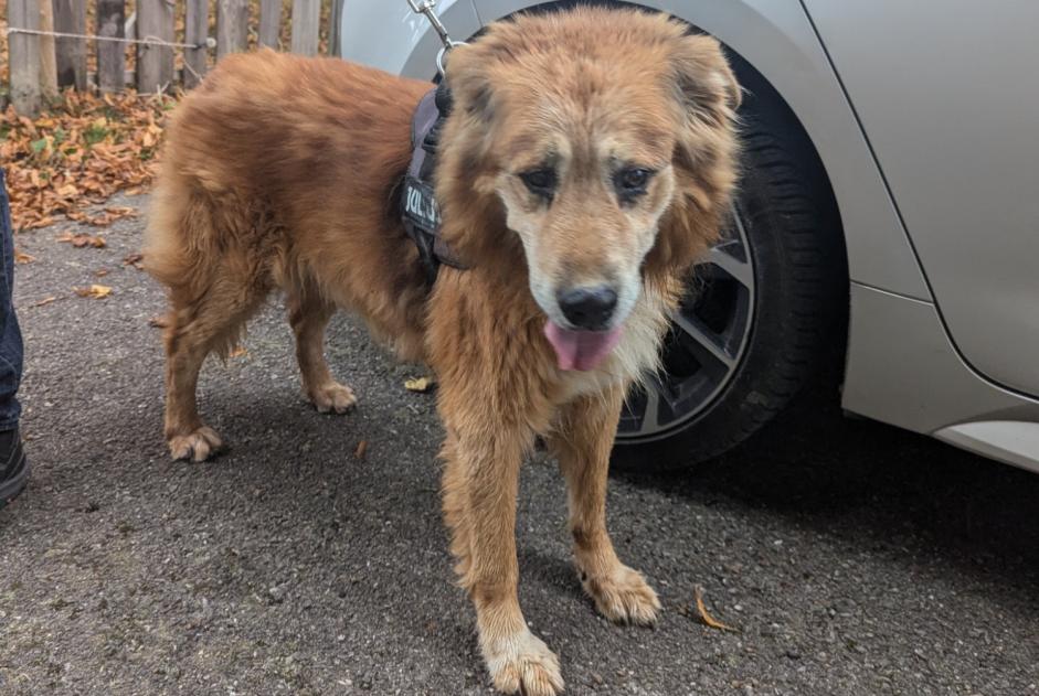 Fundmeldung Hund Männliche Vinzier Frankreich