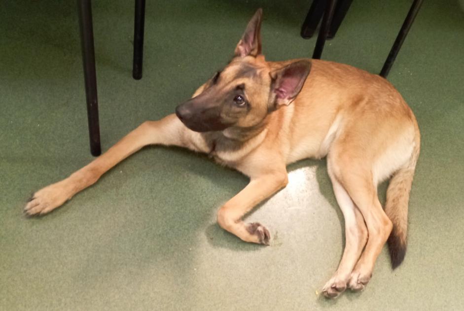 Fundmeldung Hund  Weiblich Fontenay-aux-Roses Frankreich