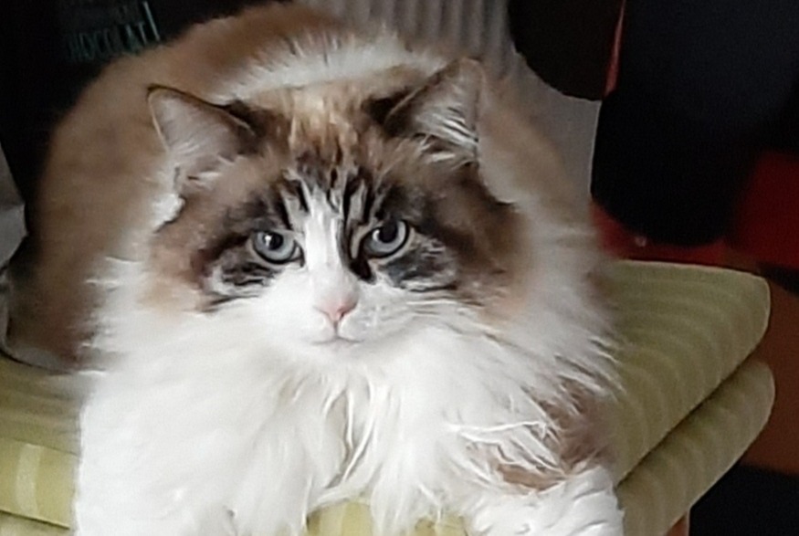 Vermisstmeldung Katze Weiblich , 7 jahre Bouguenais Frankreich