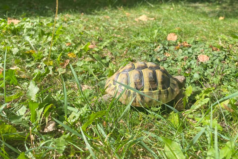 Vermisstmeldung Schildkröte Weiblich , 2024 jahre Martigny Schweiz