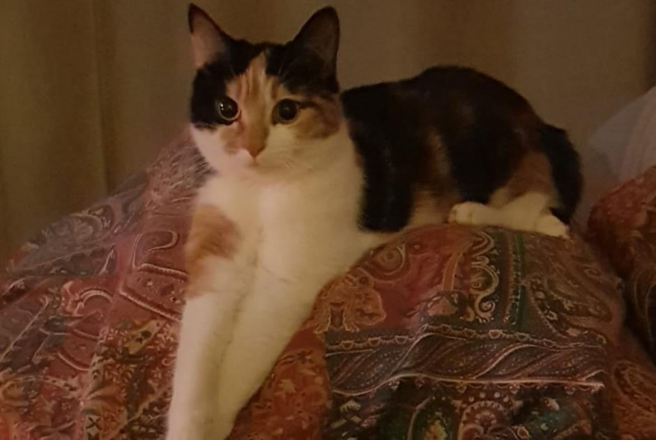 Vermisstmeldung Katze  Weiblich , 1 jahre Lille Frankreich