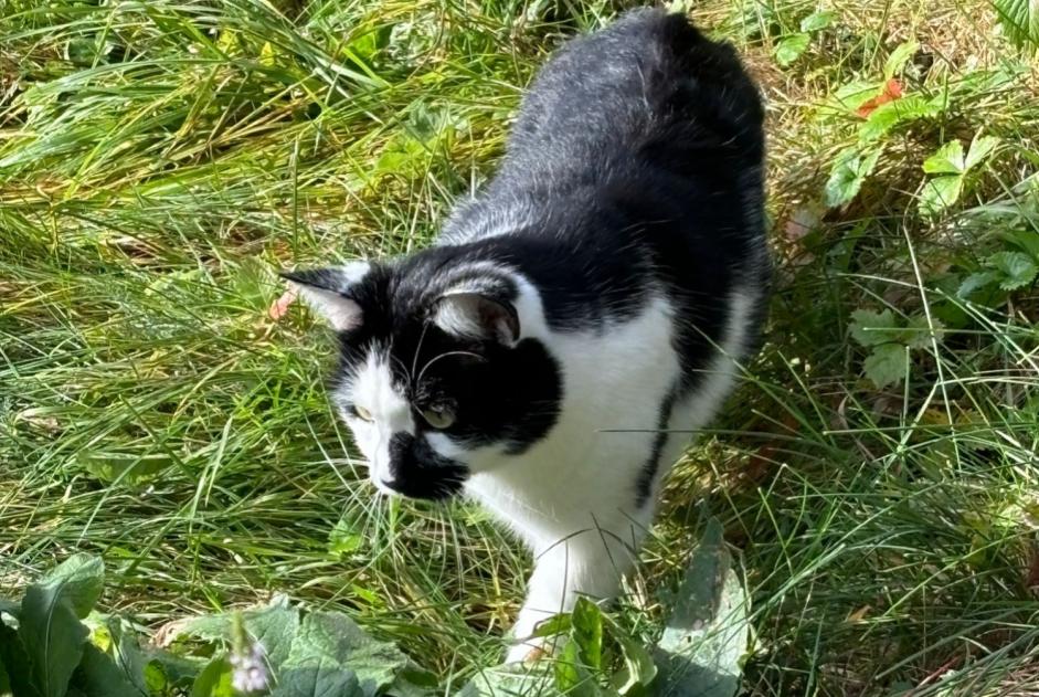 Fundmeldung Katze Unbekannt Val-d'Illiez Schweiz