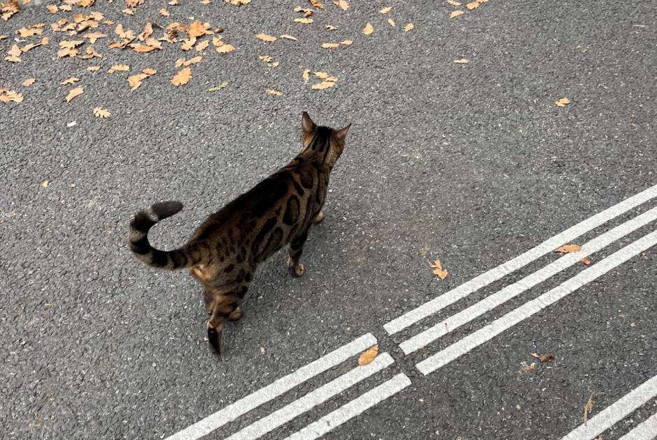 Fundmeldung Katze  Unbekannt Genève Schweiz