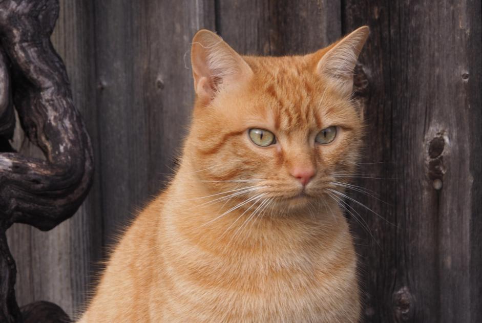 Vermisstmeldung Katze Männliche , 4 jahre Le Crest Frankreich