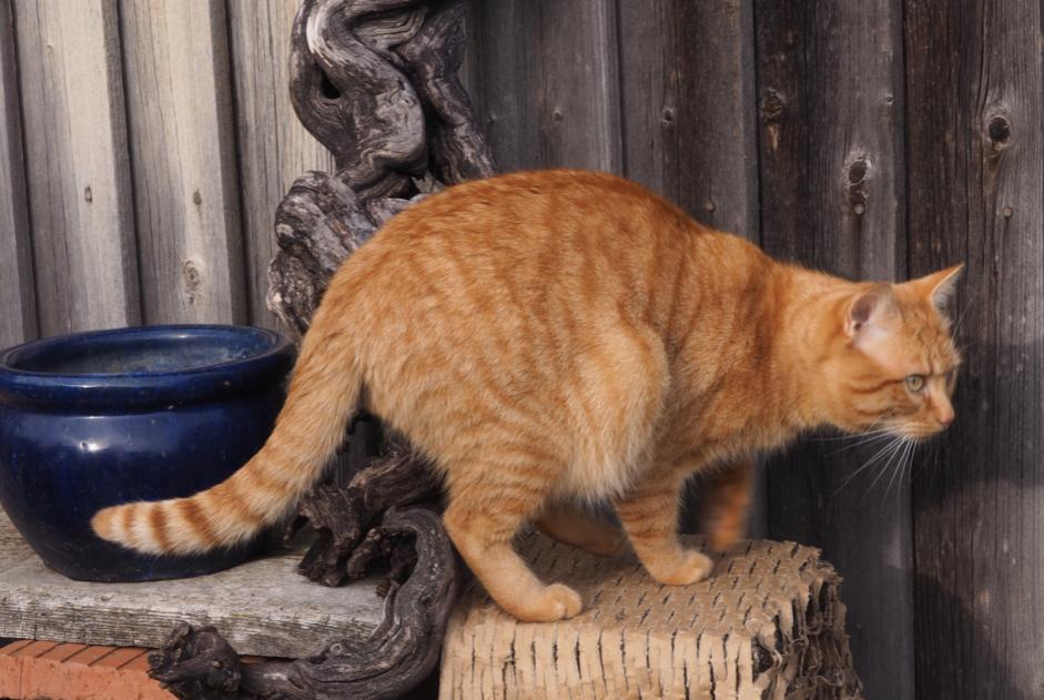 Vermisstmeldung Katze Männliche , 4 jahre Le Crest Frankreich