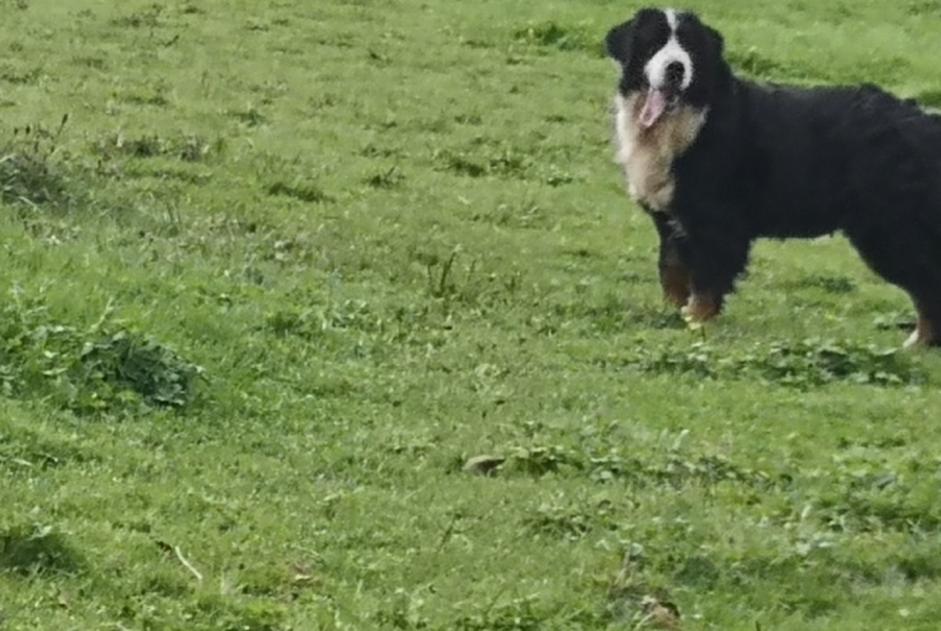 Vermisstmeldung Hund  Weiblich , 71 jahre Beyssac Frankreich