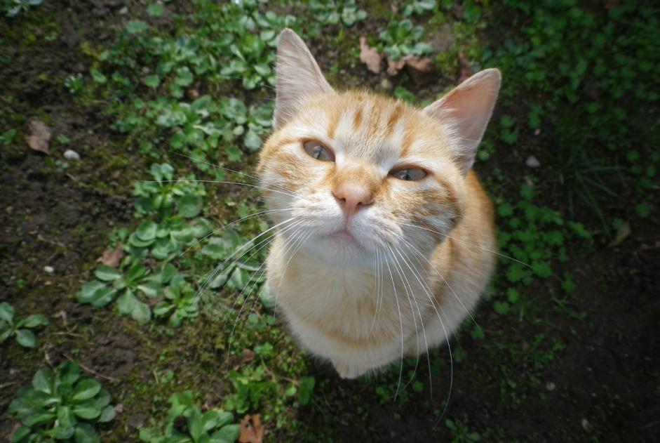 Fundmeldung Katze Männliche Briord Frankreich